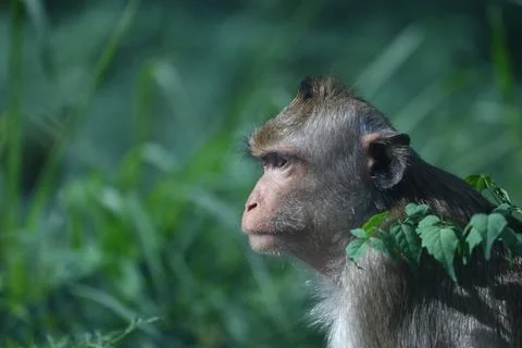 Monkey is sitting and looking at something with interest and curiosity, aga.. Stock Photos