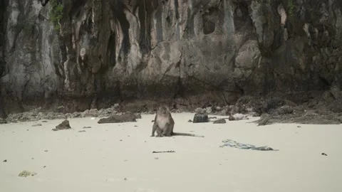 Monkey sitting and Plastic garbage waste on beach Stock Footage 153508852