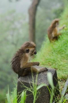 Monkey sitting and resting on the stone Stock Photos