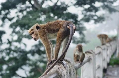 Monkey sitting and resting on the stone Stock Photos