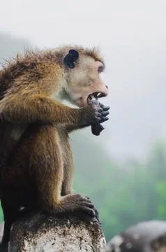 Monkey sitting and resting on the stone Stock Photos