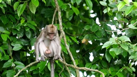 Monkey sitting and scratching his feet on a tall tree branch in a tropical r Stock Footage 319967973