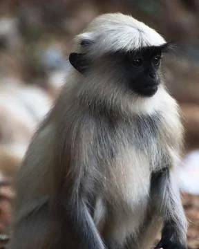 Monkey sitting and watching Stock-Fotos