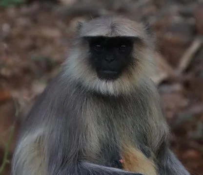 Monkey sitting and watching Stock Photos