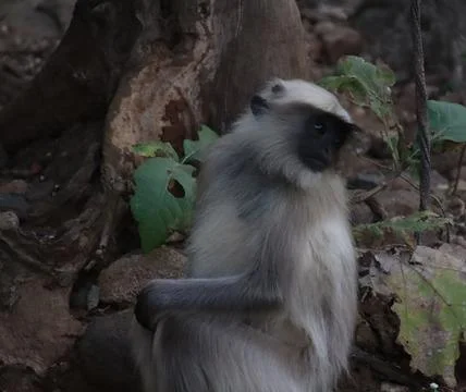Monkey sitting and watching Stock Photos