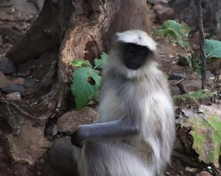 Monkey sitting and watching Stock Photos