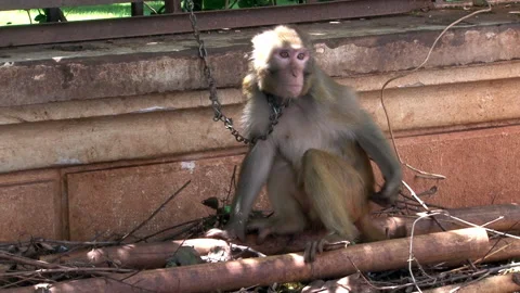 Monkey is sitting and waving away insects with curious look at surroundings. Stock Footage 236476707