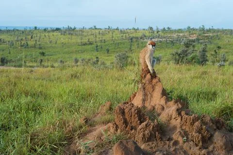 Monkey Sitting on an Ant Hill Stock Photos