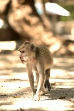 A monkey sitting around the sand Stock Photos