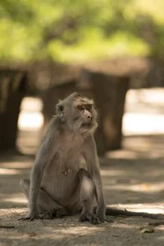 A monkey sitting around the sand Stock Photos