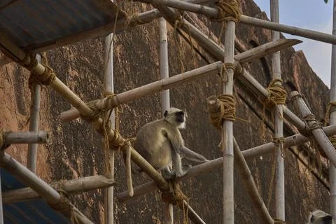 A monkey is sitting on the bamboo Stock Photos