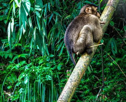 Monkey sitting on bamboo Stock Photos