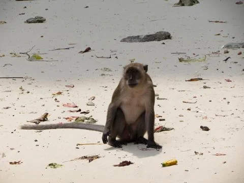Monkey sitting on the beach Stock Photos