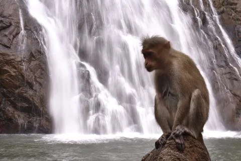 Monkey sitting behind a waterfall in goa Stock Photos