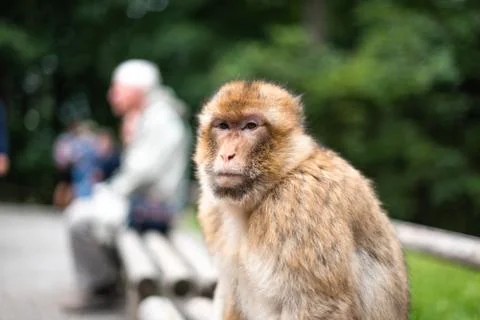 Monkey sitting on bench next to human animal love activists species close con Stock Photos