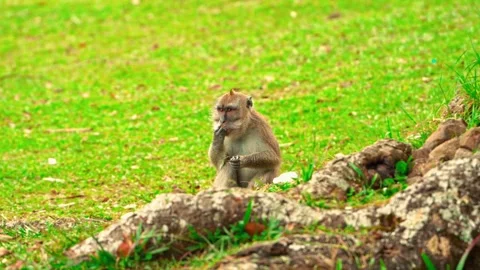 Monkey sitting beside mossy tree roots Stock Footage 333499442