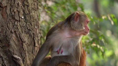Monkey sitting beside tree in natural forest 스톡 동영상 332612031