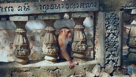 Monkey sitting between stone railing pillars ( close up ) Stock Footage 87867352