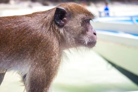 Monkey, sitting on a boat, in thailand Stock Photos