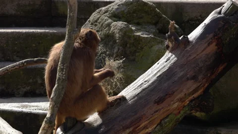 Monkey sitting on a branch and threading apart blades of grass one by one. Stock Footage 249509700