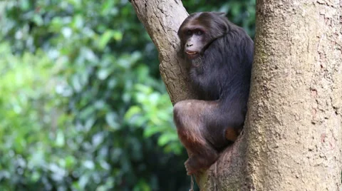 Monkey sitting on branch Stock Footage 36291532
