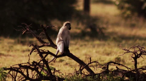 Monkey sitting on Branch Stock Footage 41607799