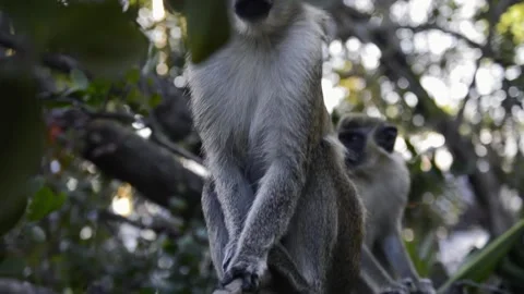 A monkey sitting on a branch Stock Footage 155400713