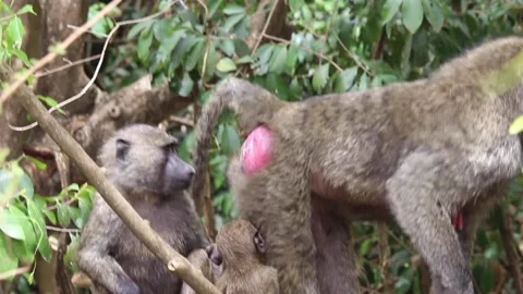 A monkey sitting on a branch Stock Footage 155404831