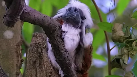Monkey Sitting on Branch Stock Footage 323142588