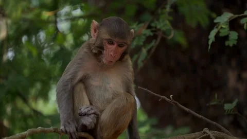Monkey sitting on branch looking away in forest Stock Footage 332612264