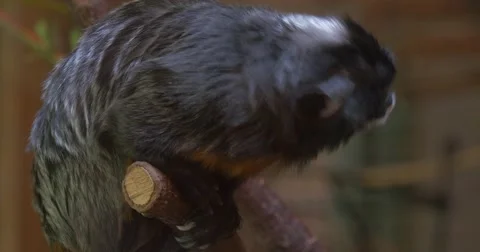 Monkey Sitting on a Branch Looking Down Turns Left Excursion to the Zoo Nature Stock Footage 62727619