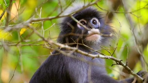 Monkey sitting on branch in lush green forest looking curious. Dusky Stock Footage 303818804