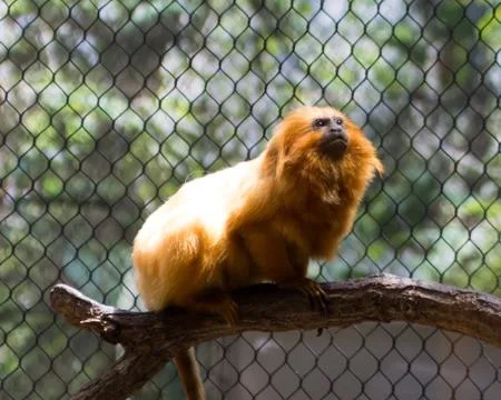 Monkey sitting on a branch 写真素材
