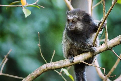 A monkey is sitting on a branch Stock Photos
