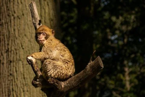 Monkey Sitting on a Branch Stock Photos