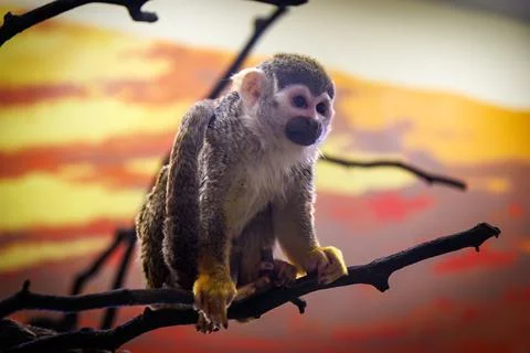 A monkey is sitting on a branch 写真素材