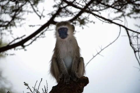 Monkey sitting on a branch, in the shade of the tree Foto stock