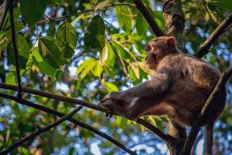 A monkey is sitting on a branch of a tree alone Foto stock