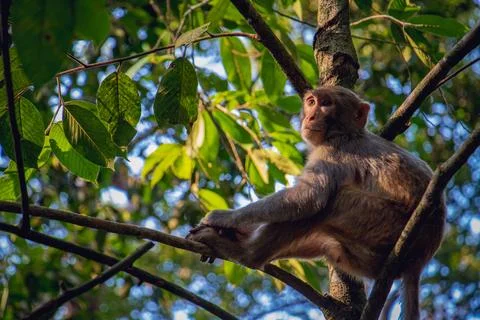 A monkey is sitting on a branch of a tree alone Stock-Fotos