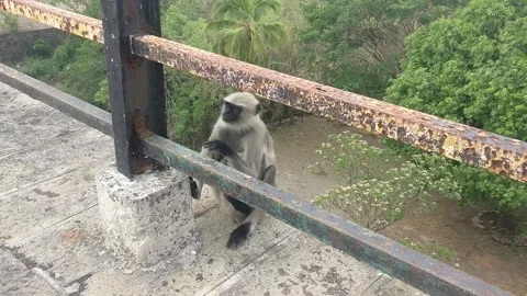 Monkey is sitting bridge with its young child, man is giving it a potato Stock Footage 246023152