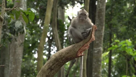 Monkey sitting on the broken branch of the tree in Ubud forest. Stock Footage 104132255