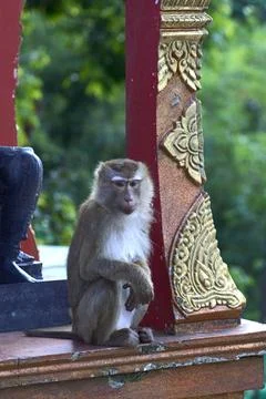 A monkey is sitting in a Buddhist temple Stock Photos
