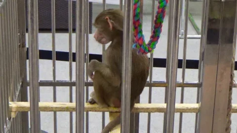 Monkey sitting in a cage Stock Footage 120076897
