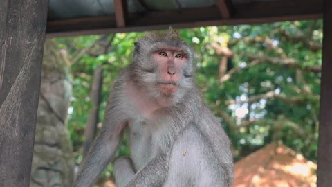 Monkey sitting calmly in Monkey Forest Sanctuary 動画素材 86520315