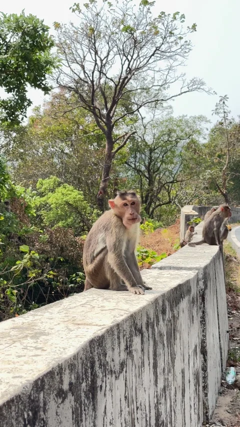 Monkey Sitting Calmly on Road Barrier – Vertical Orientation Stock Footage 332553977