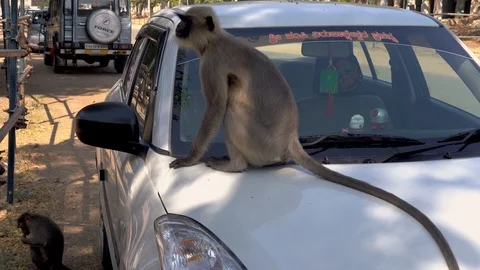 Monkey sitting on the car. Stock Footage 108246044