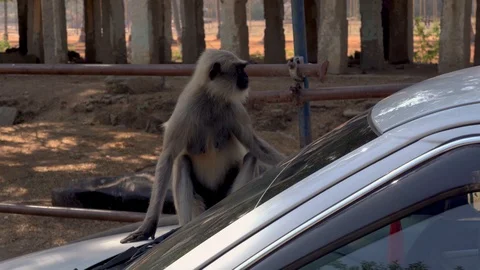 Monkey sitting on the car. Stock Footage 108246221