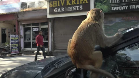 Monkey sitting on the car at Rishikesh city, Uttarakhand, India Stock Footage 228976731