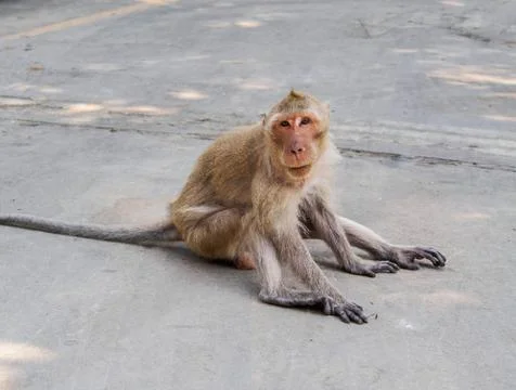 Monkey sitting on the cement ground Stock Photos
