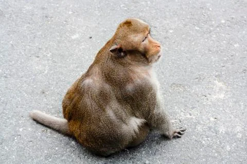 Monkey sitting on cement road. fat monkey is sitting. Stock Photos